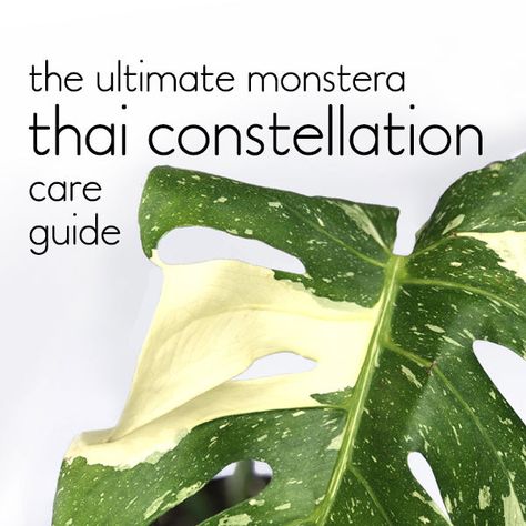 Thai Constellation Monstera Care, Monstera Thai Constellation Care, Monstera Constellation, Thai Constellation Monstera, Indoor Forest, Kill Them With Kindness, Grow House, Monstera Thai Constellation, Thai Constellation