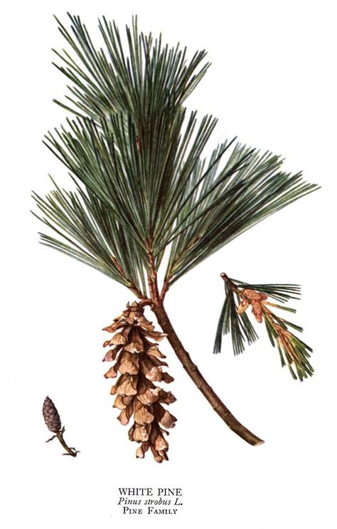 Pinus strobus, White Pine, Soft Pine, Weymouth Pine (simafenyő) White Pine Tree Drawing, Winter Botanicals, 31 Number, Pinus Strobus, Branch Illustration, Pine Tree Drawing, Botany Illustration, State Flowers, Pine Tree Art