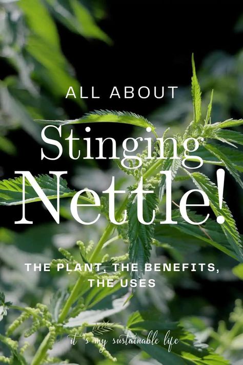 Stinging Nettle {The Plant, The Benefits, The Uses} - It's My Sustainable Life Stinging Nettle Plant, Stinging Nettle Tea Benefits, Stinging Nettle Benefits, Benefits Of Stinging Nettle, Nettle Tea Benefits, Nettle Benefits, Lost Skills, Homemade Plant Fertilizer, Medicinal Gardening