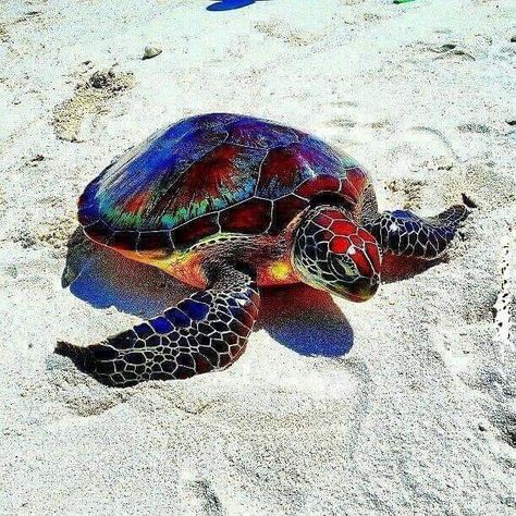 Rainbow turtle Rainbow Turtle, Colorful Turtle, Water Turtle, Baby Sea Turtles, Chihuahua Puppy, Art Magic, Turtle Love, Beautiful Sea Creatures, Cute Turtles