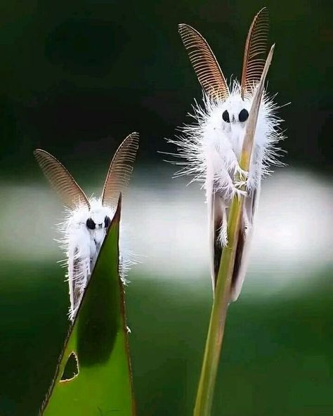 Weird Group - Funny, Strange & Bizarre | Venezuelan moth poodle 🦋 | Facebook Venezuelan Poodle Moth, Poodle Moth, Most Dangerous Animals, Weird Insects, Cute Moth, Insect Collection, Cool Bugs, Dangerous Animals, Beautiful Bugs