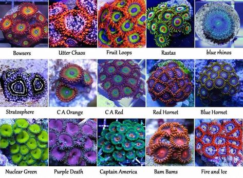 Assortment of corals with their hobby names. Coral Types, Coral Reef Plants, Saltwater Aquarium Beginner, Types Of Coral, Reef Tank Aquascaping, Saltwater Aquarium Setup, Coral Fish Tank, Coral Aquarium, Sea Anemones