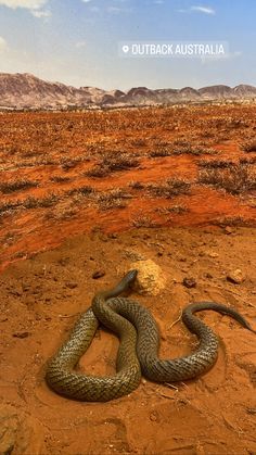 Australian Outback Animals, Australia Aesthetic Outback, Australia Outback Aesthetic, Outback Australia Aesthetic, Australia Snakes, Australian Outback Aesthetic, Zoo Aesthetic, Australian Aesthetic, Australia Culture