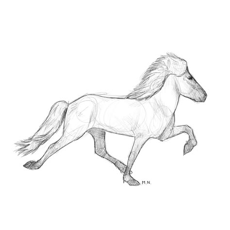 Icelandic Horse Drawing, Horse Jumping Drawing, Horse Draw, Horse Head Drawing, Drawing Horse, Island Horse, Scribble Drawing, Horse Sketch, Horse Anatomy