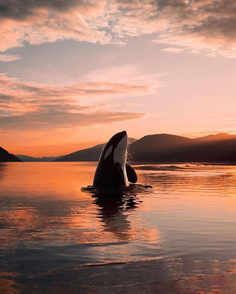 NORWAY 🇳🇴 on Instagram: “Amazing morning in Nordfjordeid😍 #Norge photo by @chrismox” Orca Tattoo, Beautiful Sea Creatures, Orca Whales, Italian Greyhound, Beautiful Ocean, Killer Whales, Marine Animals, Ocean Creatures, Ocean Animals