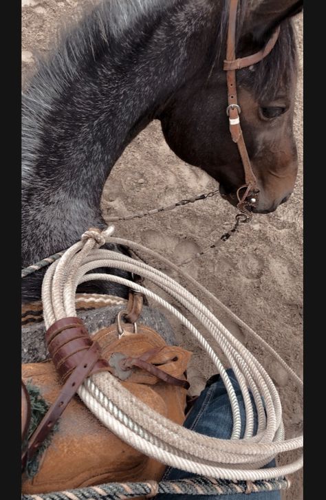 Roping Pictures, Wallpaper Latina, Rodeo Time, Western Stuff, Cute Horse Pictures, Team Roping, Cowgirl Art, App Pictures, Cute Horses