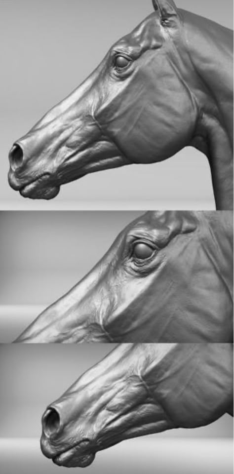 Horse Head Reference, Horse Head Drawing, Horse Head Sculpture, 3d Horse, Sculpture Head, Horse Anatomy, Horse Artwork, Sculptures Céramiques, Horse Drawing