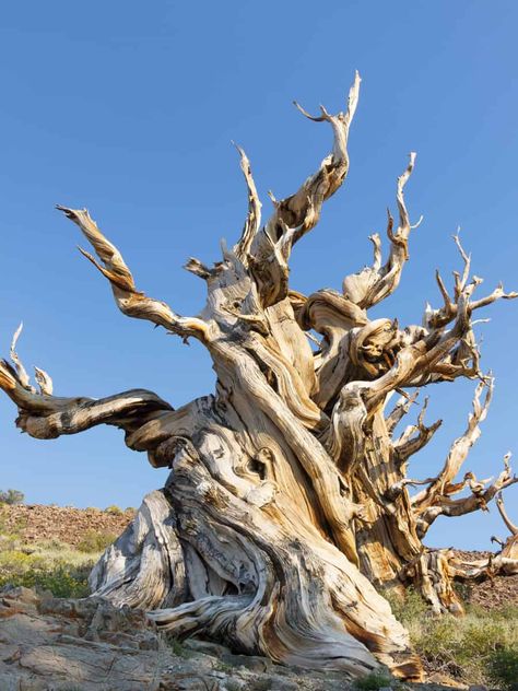 Great Basin National Park: Ancient Bristlecone Pine Forest in California Great Basin Bristlecone Pine, Florida National Parks, Bristlecone Pine, Great Basin National Park, Great Basin, Cave Tours, Hiking National Parks, Sea To Shining Sea, National Park Road Trip