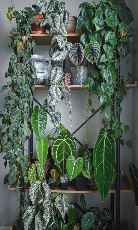 Houseplant Design Ideas, Wall Planter Decor, Wall Planter Ideas, Plant Decoration Ideas, Plants Outside, Planter Decor, Plant Goals, نباتات منزلية, Plant Decoration