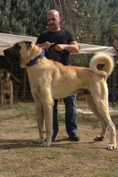 Turkish Boz Shepherd Worlds Largest Dog, Kangal Dog, Livestock Guardian Dog, Big Dog Breeds, Anatolian Shepherd, Huge Dogs, Giant Dogs, Large Dog Breeds, Guard Dogs