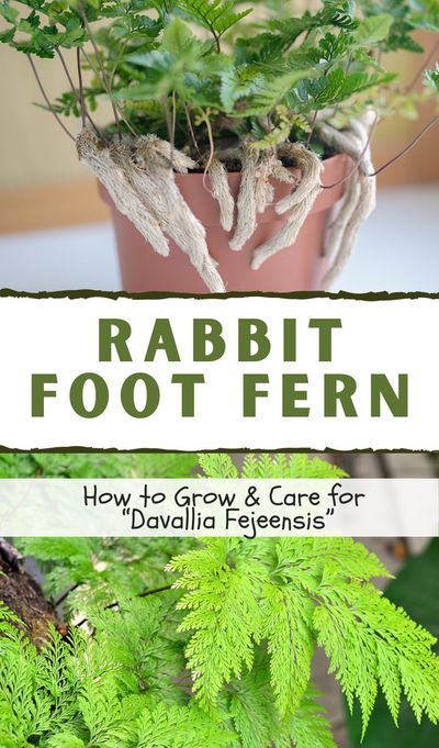 Fern Care Indoor, Fair Garden, Houseplant Decor, Rabbit Foot Fern, Fern Care, Fern Plants, Indoor Ferns, Special Plants, Potted Ferns