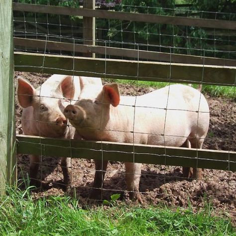 These young pigs enjoy one of the best types of pens. They have access to the outdoors, have space to roam, and reside in a sturdy pen without loose wires and other things that could hurt them. Demonstration Ideas, Pig Shelter, Raising Pigs, Pig Pen, Pig Food, Pig Farm, Ranch Farm, Pig Farming, Nourishing Foods