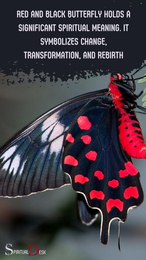 The red and black butterfly holds a significant spiritual meaning. It symbolizes change, transformation, and rebirth. The butterfly’s journey from caterpillar to cocoon, and then to butterfly, mirrors the spiritual path of transformation #mirror #mirrors #paths #journey #rebirth #transformation #meaning Butterfly Spiritual Meaning, Butterfly Spiritual, Red And Black Butterfly, Butterfly Meaning, Totem Animals, Native American Spirituality, Black Butterflies, Flight Patterns, Red Meaning