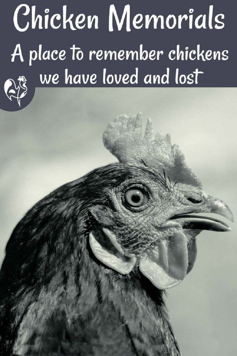 Leave a memorial to your loved chickens who are no longer with us here. Hen Or Rooster, Rest In Peace Quotes, Raising Meat Chickens, Chicken Quotes, Without Judgement, Pet Chicken, Raising Farm Animals, Chicken Mom, Pet Keepsake