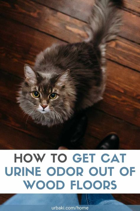 Cat Smell Out Of House, How To Get Urine Smell Out Of Wood Floor, How To Get Cat Urine Smell Out Of Wood, How To Get Cat Pee Out Of Wood Floors, House Smells Like Cat Pee, How To Get Cat Pee Smell Out Of Wood, Cat Pee Smell Removal Wood, Getting Cat Urine Smell Out, How To Remove Cat Urine Smell