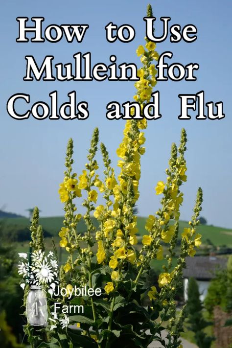 Add locally growing mullein to your list of herbal allies to support against cold and flu. Mullian Plant, Mullein Leaf Tincture, Mullein Tea Benefits, Mullen Plant, Growing Mullein, Mullein Benefits, Mullein Plant, Mullein Tea, Medicinal Wild Plants