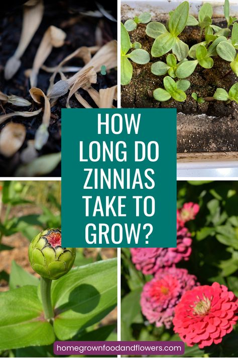 Saving Seeds From Zinnias, Grow Zinnias From Seed, Zinnia Seeds Starting, Zinnia Flowers How To Grow, How To Grow Zinnias From Seed, How To Plant Zinnias From Seed, Easiest Flowers To Grow From Seed, When To Plant Zinnia Seeds, Planting Zinnias From Seed