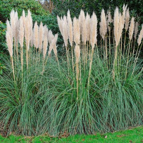 Tall Ornamental Grasses, Landscaping Around Trees, Evergreen Hedge, Lawn Alternatives, Privacy Plants, Privacy Landscaping, Backyard Plants, Mediterranean Plants, Backyard Privacy