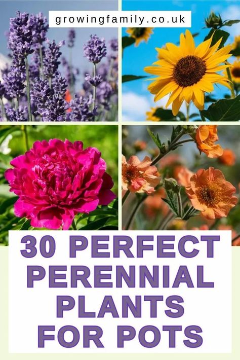 30 best perennial plants for pots and containers - Growing Family Container Bulb Planting, Best Perennials For Pots, Perinials For Planters, Perennials In Pots Container Garden, Perennial Container Plants, Potted Perennials Planters, Best Plants For Planters, Best Perennials For Containers, Perennial Flowers For Pots