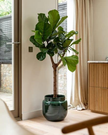 Tall Indoor Plants, Fiddle Leaf Tree, Fig Plant, Indoor Tree, Fiddle Leaf Fig Tree, Ficus Lyrata, Indoor Trees, Potted Houseplants, Fig Leaves