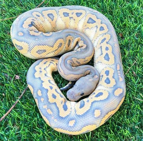 Ball Python Pet, Pastel Ghost, Animal Aesthetic, Cool Snakes, Black Pastel, Pretty Snakes, Colorful Snakes, Ball Python Morphs, Ball Pythons