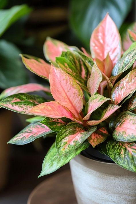 Chinese Evergreen (Aglaonema) is a stunning and easy-care addition to any indoor space! 🌿🏡 With its beautifully variegated leaves and robust nature, this plant is a delightful blend of elegance and resilience. Quick to adapt to various light conditions and bursting with air-purifying benefits, Chinese Evergreen is perfect for brightening up your home. 🌱✨ #ChineseEvergreen #Aglaonema #IndoorPlants #EasyCare #AirPurifying #GreenHome #PlantLover Aglaonema Pink, Chinese Evergreen Plant, Garden Business, Plant Vegetables, Plant Goals, Chinese Evergreen, Custom Wall Murals, Air Purifying, Pinky Promise