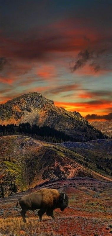 Wilde Animals, Mule Deer, Yellowstone National, The Grass, Yellowstone National Park, Amazing Nature, Nature Beauty, Wyoming, Beautiful World