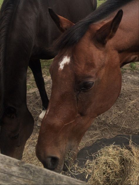 Dark Academia Equestrian, Dark Academia Teacher, Equestrian Aesthetic, Dark Books, Horse Aesthetic, Brown Horse, Stardew Valley, Veterinarian, Cottage Core