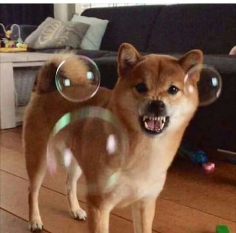 15 Funny Shiba Inu Pictures To Make Your Day Funny Shiba, To Be Happy, Shiba Inu, Be Happy, Make Your Day, Make Your, Dogs, Funny