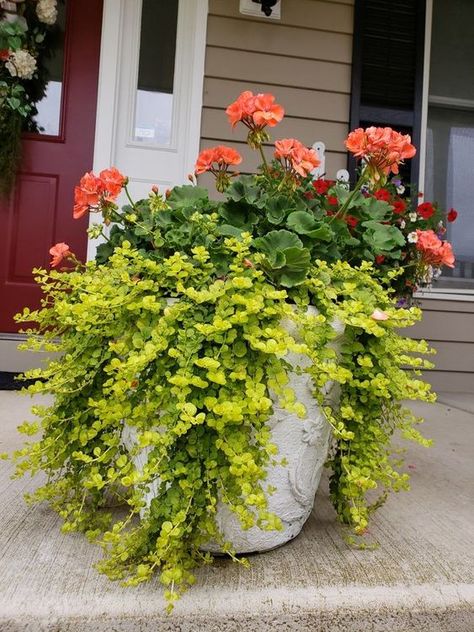 Flower Box Ideas, Flowers Balcony, Balcony Flower Box, Beautiful Balcony, Patio Flowers, Porch Flowers, Container Garden Design, Potted Plants Outdoor, Large Flower Pots