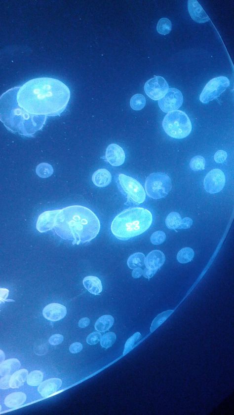 Jelly Fish Aquarium Aesthetic, Sea Seal, Moon Jelly, Kawaii Pokemon, Jellyfish Wallpaper, Sea Jellies, Confetti Sprinkles, Jelly Wallpaper, Blue Jellyfish