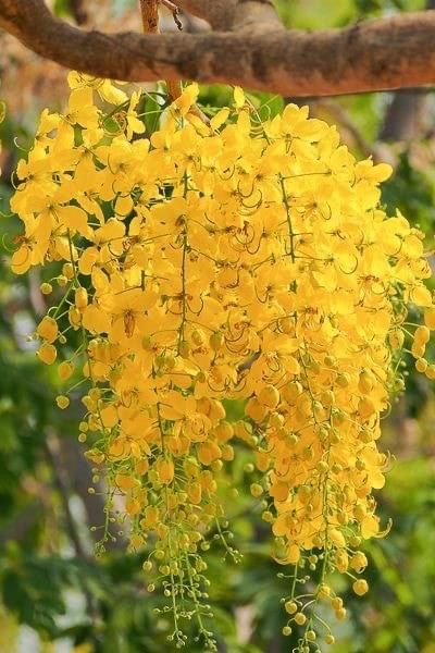 Bonsai Tree Wallpaper, Thailand National Flower, Vishu Images, Cassia Fistula, Wellness Topics, Wallpaper Beautiful, National Flower, Tree Wallpaper, Ornamental Plants