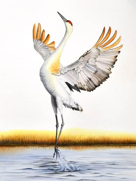 Crain Birds Drawing, Drawing Of Crane Bird, Crane Bird Flying, White Crane Painting, Crane Bird Illustration, Whooping Crane Painting, Crane In Water, Crane Painting, Crane Drawing