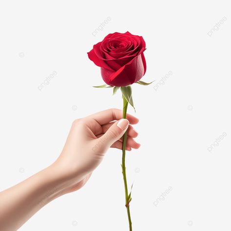 hand holding a rose hand rose flower png Flower Png Transparent, Rose Flower Png, Holding A Rose, Hand Rose, Flower Png Images, Png Flower, Rosé Hands, Transparent Image, Flower Rose