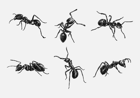 Set of hand drawn illustration of an ant. sketch, realistic drawing, black and white. With different size, type, gesture, type. Vector illustration monochrome color. Ant Drawing Reference, Ant Tattoo Design, Ant Doodles, Ants Drawings, Ant Drawing Easy, Insects Illustration, Fly Illustration, Bug Drawing, Sketch Realistic