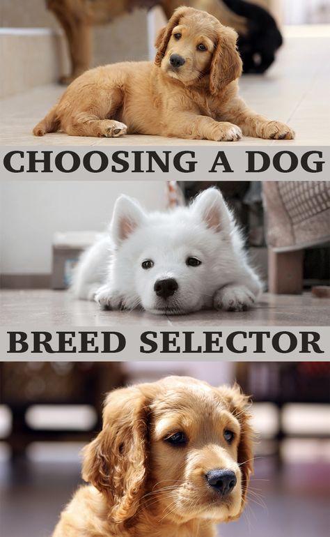 Dog Breed Selector: What Dog Should I Get? - The Happy Puppy Site Small To Medium Dog Breeds, Best Family Dogs That Dont Shed, Best Dog Breeds For First Time Owners, Good Dog Breeds, Cuddly Dog Breeds, Best Family Dog, Best Family Dogs, Pets Quotes, Best Family Dog Breeds