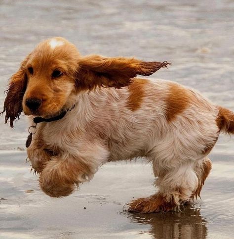 Show Cocker Spaniel, English Cocker Spaniel Puppies, Cocker Spaniel Puppies, English Cocker, Amazon Reviews, English Cocker Spaniel, Spaniel Puppies, Cute Pets, Fluffy Animals