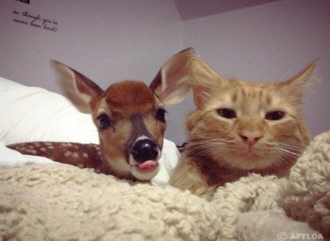 Skye & Oliver  #cat #kitten #deer #cute Two Cats, A Deer, Orange Cat, A Cat, A Dog, Deer, Orange, Animals