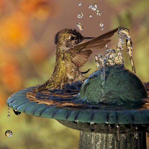 hummingbird bird bath fountains Hummingbird Bird Bath, Purple Salvia, Bird Bath Fountain, Backyard Water Feature, Hummingbird Garden, Weather Channel, Tiny Bird, How To Attract Hummingbirds, Humming Bird Feeders