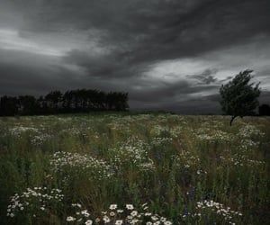 Flower Field Aesthetic, Field Aesthetic, Flower Field, Trees, Flowers