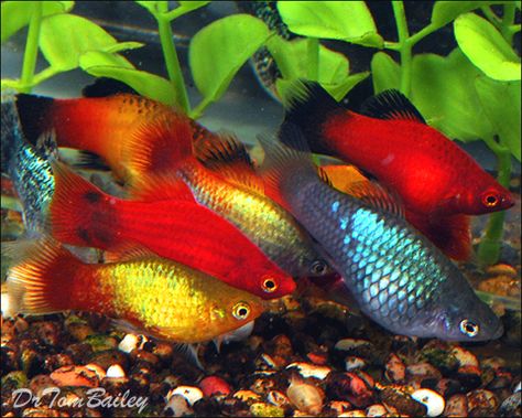 XiphophorusMaculatus. Tropical Fresh Water. Bred this species. Platies Fish, Platy Fish, Aquarium Pictures, Ikan Air Tawar, Guppy Fish, Tropical Aquarium, Salt Water Fish, Freshwater Aquarium Fish, Cool Fish