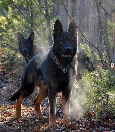 the only thing better than roaming the woods with your German Shepherd is having TWO! Sable German Shepherd, German Sheperd Dogs, Dog German, Black German Shepherd, German Shepards, Yorkshire Terrier Puppies, Belgian Malinois, Guard Dogs, Shepherd Puppies