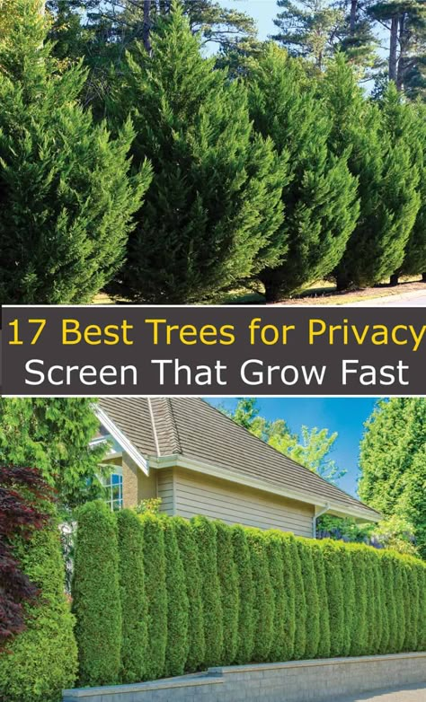 Evergreen Trees For Privacy, Best Trees For Privacy, Trees For Privacy, Privacy Landscaping Backyard, Green Giant Arborvitae, Yard Privacy, Evergreen Landscape, Shrubs For Privacy, Fast Growing Evergreens