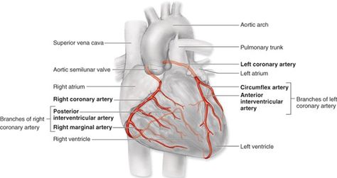 Coronary circuit Coronary Circulation, Coronary Artery, Medical Videos, Cardiac Nursing, Heart Anatomy, Human Body Anatomy, Coronary Arteries, Heart Muscle, Nursing Programs