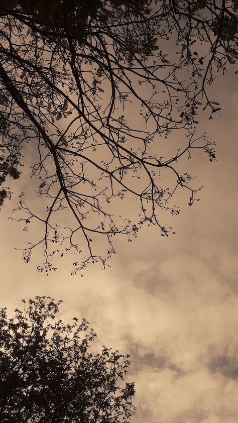 sky tree sunset evening aesthetic brown Evening Trees Aesthetic, Evening Asthetic Snap, Evening Sky Pictures, Brown Sunset Aesthetic, Evening Asthetic Picture, Dark Sky Aesthetic Wallpaper, Brown Sky Aesthetic, Evening Aesthetic Sky, Saree Background