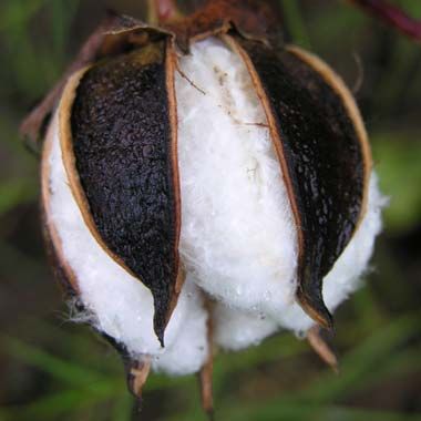 C- Cotton Cotton Bolls, Only In Texas, Genetically Modified Food, Cotton Boll, Cotton Stems, Cotton Fields, Loving Texas, Texas Girl, Cotton Plant