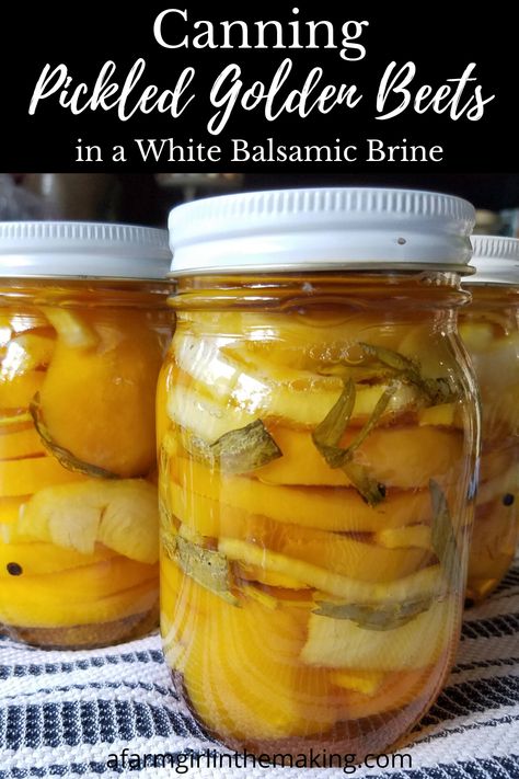 Pickled golden beets in a white balsamic brine is a sophisticated home-canned food item. Learn how to can pickled beets in order to enjoy them throughout the year.  #canning #beets #harvestthegarden White Beets Recipes, Pickled Golden Beets, Ball Canning Recipes, Pickle Veggies, Canning Pickled Beets, Vegetable Canning, Golden Beets Recipe, Canning Diva, Beets Recipes