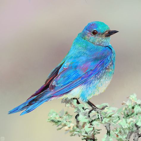 ArtStation - Mountain Bluebird, Rob Streff Mountain Bluebird, Cats And Birds, Most Beautiful Birds, Blue Birds, Nature Birds, Bird Pictures, Exotic Birds, Bird Drawings, Pretty Birds