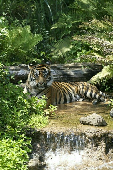 Magnificent Image 💕 Tigers In Water, Tiger Resting, Tiger In Jungle, Tiger In Water, Tiger In The Jungle, Water Tiger, Tiger Jungle, Cool Tiger, Jungle Tiger