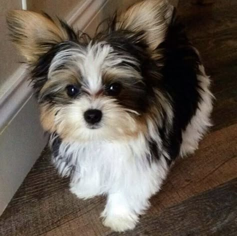 Yorkie Puppy Haircuts, Parti Yorkies, Parti Yorkie, Biewer Terrier, Biewer Yorkie, Morkie Puppies, Teacup Yorkie Puppy, Dog Breeders, Very Cute Puppies